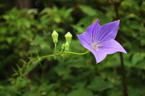 china flower purple