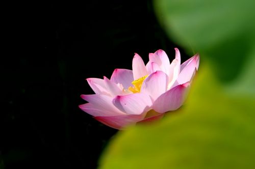 china flower lotus