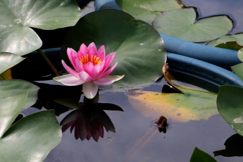 china flower lotus