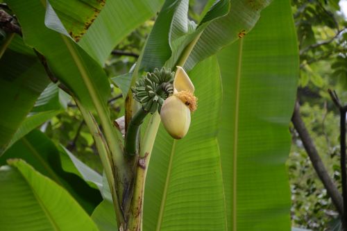 china enshi banana