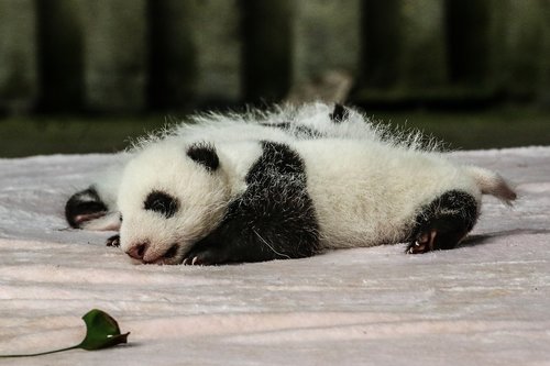 china  chengdu  panda
