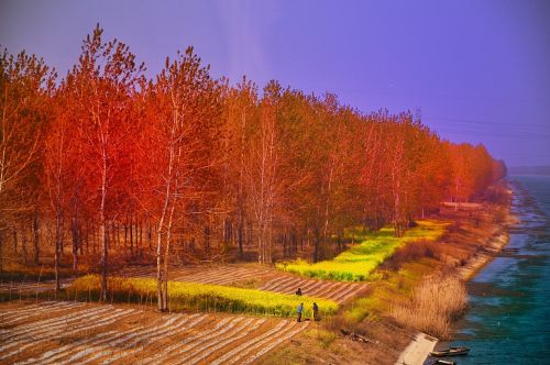 china forest trees