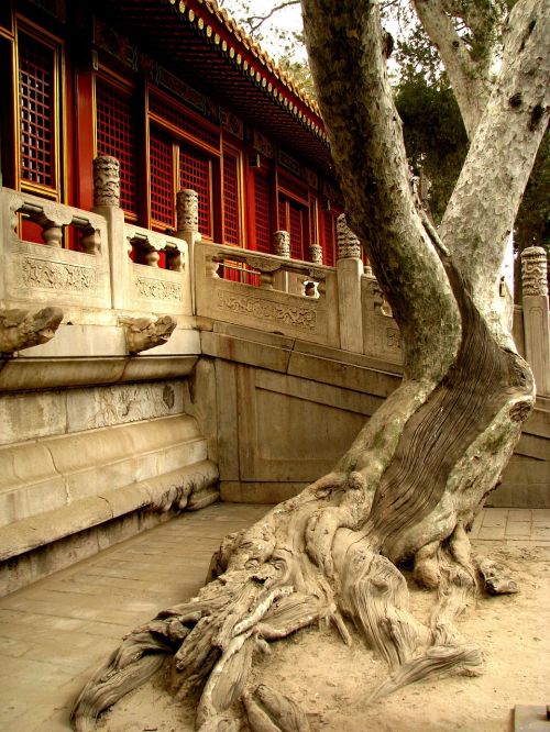 china forbidden city tree