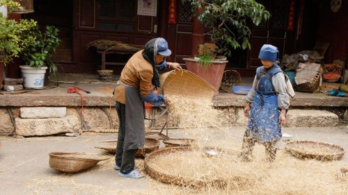 china agriculture harvest