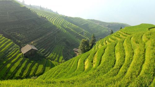 china rice terraces landscape