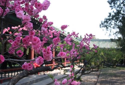 china flower beijing
