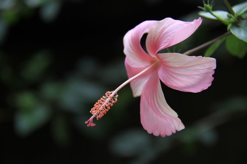 china rose  flower  hibiscus
