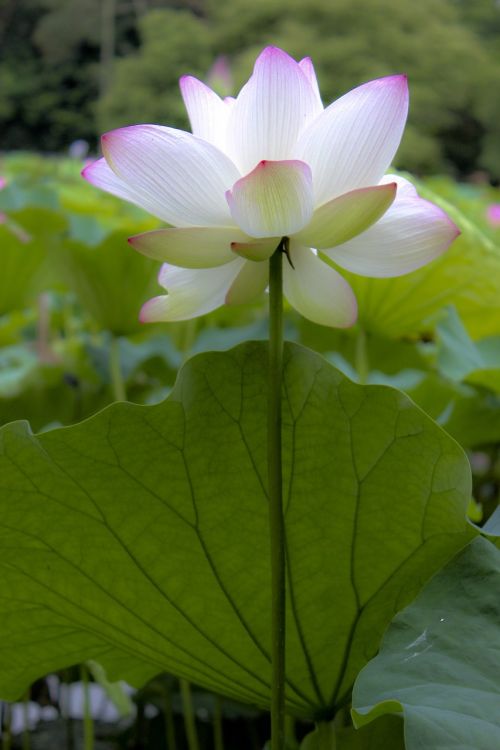 china wind lotus flower