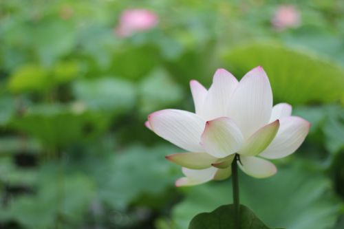 china wind lotus flower