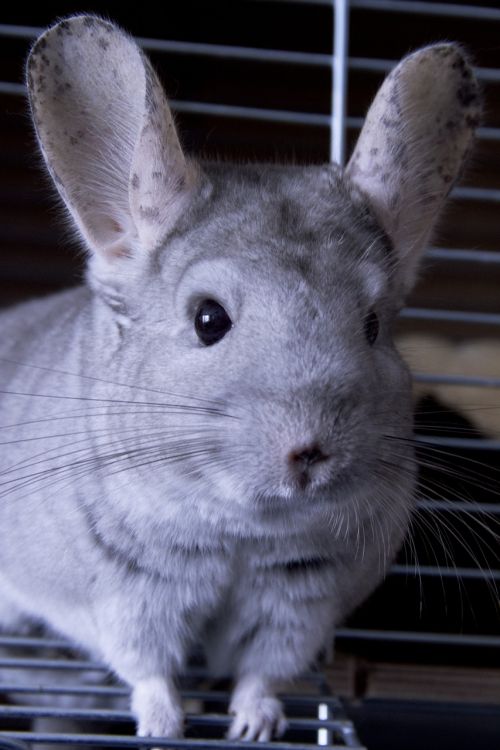 chinchilla gray animal