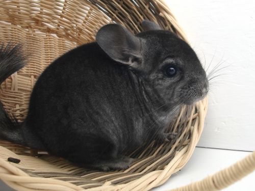 chinchilla rodent pet