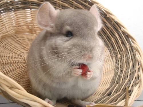 chinchilla rodent pet