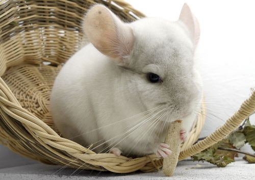 chinchilla rodent pet