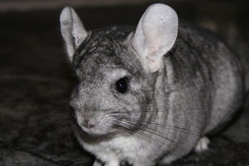 chinchilla pet rodent