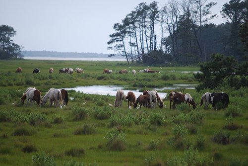 chincoteague island  wild ponies  grazing