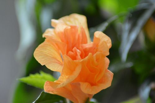 chinese rose flower