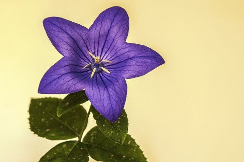 chinese bellflower blue flower flower