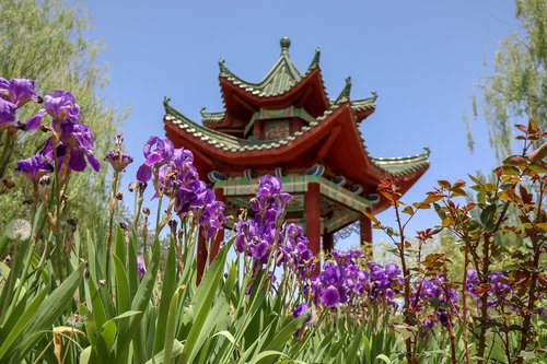 chinese building  flowers  garden