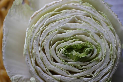 chinese cabbage cross section winter vegetables