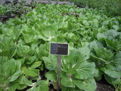 chinese cabbage grassica rapa vegetable