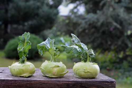 chinese cabbage ' kohlrabi kalarepka green
