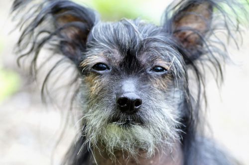 chinese crested dog hairless dog natural