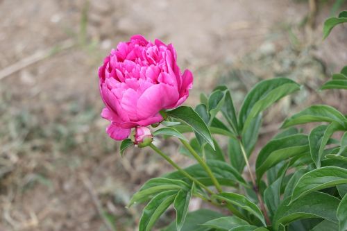 chinese herbaceous peony flower pink