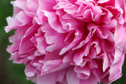 chinese herbaceous peony flower pink