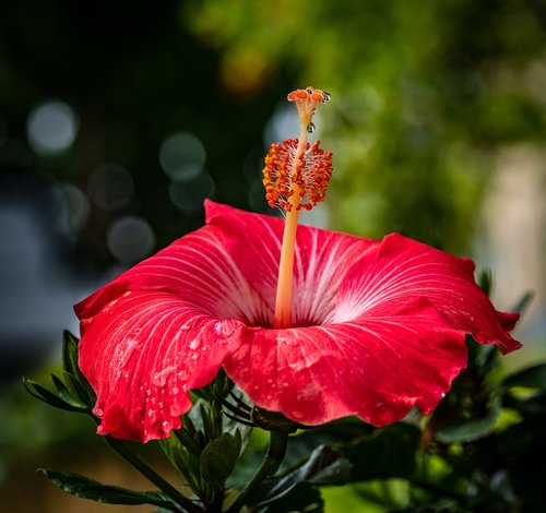 chinese hibiscus  flower  stamen