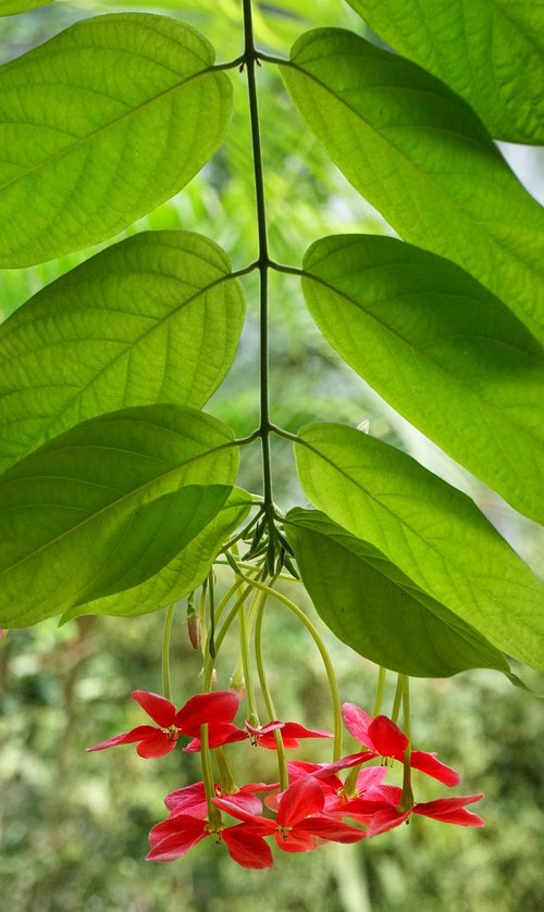 chinese honeysuckle  rangoon creeper  red-leaf photinia