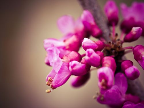 chinese judas tree tree flowers