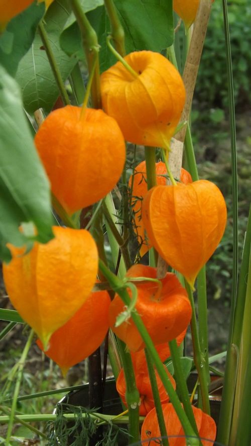 chinese lantern plant orange