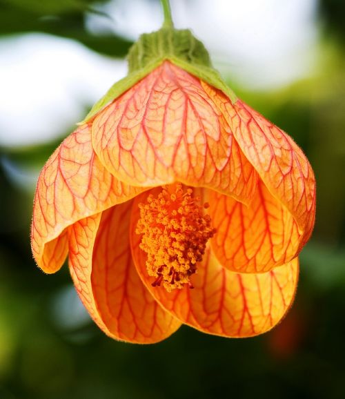 chinese lantern abutilon striatum flower