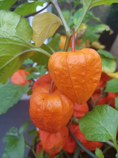 chinese lantern plant  orange fruit  autumn
