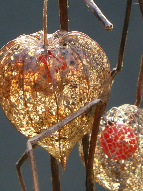 chinese lanterns autumn autumn decoration