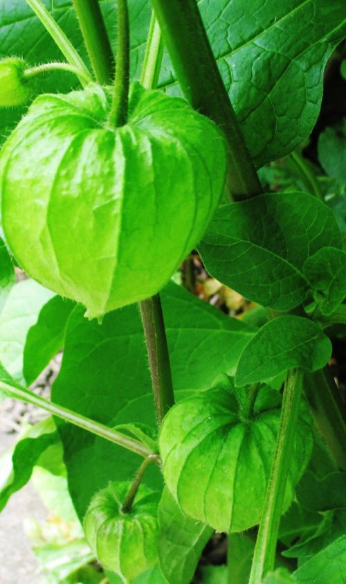 chinese lanterns garden plant