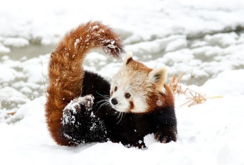 chinese panda red panda snow