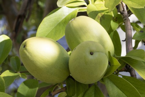 chinese quince  fruit  nature