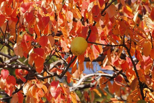chinese quince wood autumn