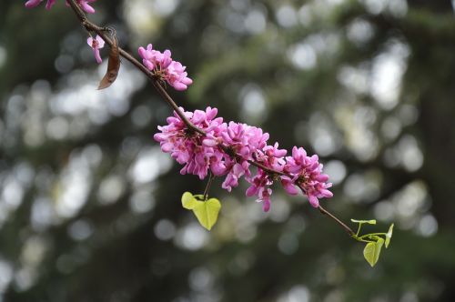chinese redbuds judas tree flowers