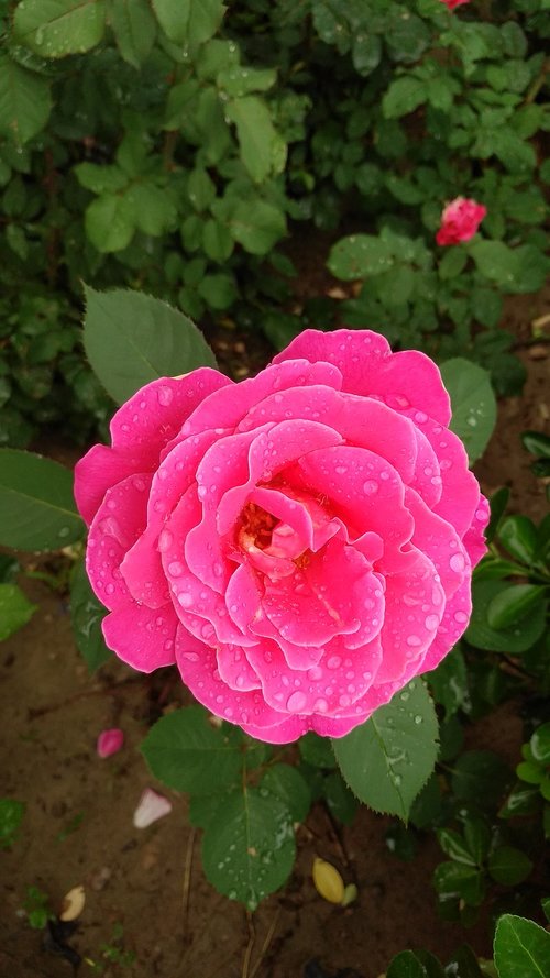 chinese rose  rose  rain