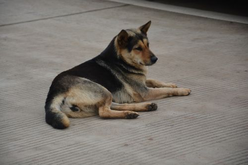 chinese rural dogs moe dog