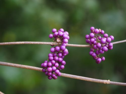 chinese schönfrucht beautiful fruit berries