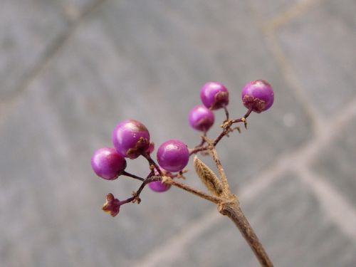 chinese schönfrucht beautiful fruit berries
