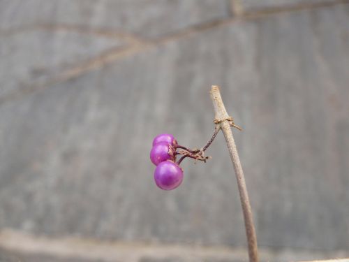 chinese schönfrucht beautiful fruit berries