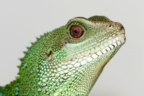 chinese water dragon reptiles lizard
