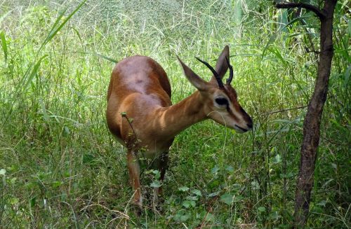 chinkara gazella bennettii indian gazelle