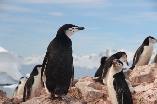 chinstrap penguin penguins antarctica
