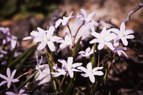 chionodoxa luciliae white white star hyacinths