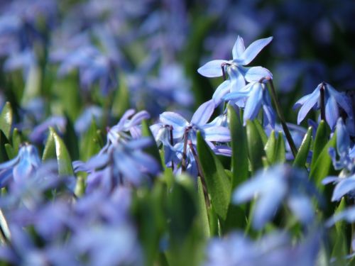 chionodoxa two flowers flower